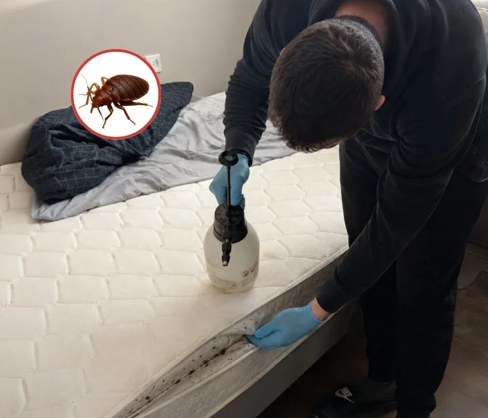 Technicien traitant un matelas contre les punaises de lit à Moissy-Cramayel